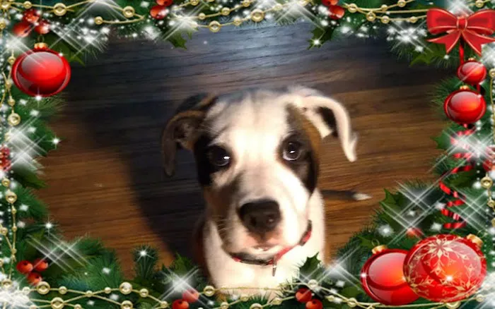 VCA Findlay Animal Hospital Picture 7
