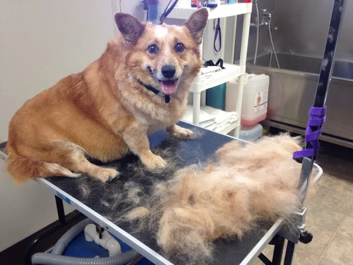 Bluffton Veterinary Hospital & Pet Care Center Picture 9