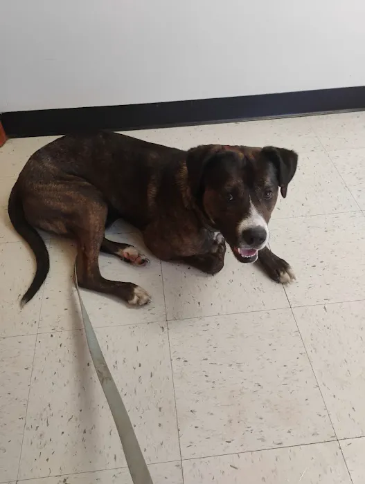 Ada Animal Hospital Picture 3