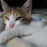 Ada Animal Hospital