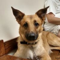 Metz Petz Veterinary Clinic Ada ico