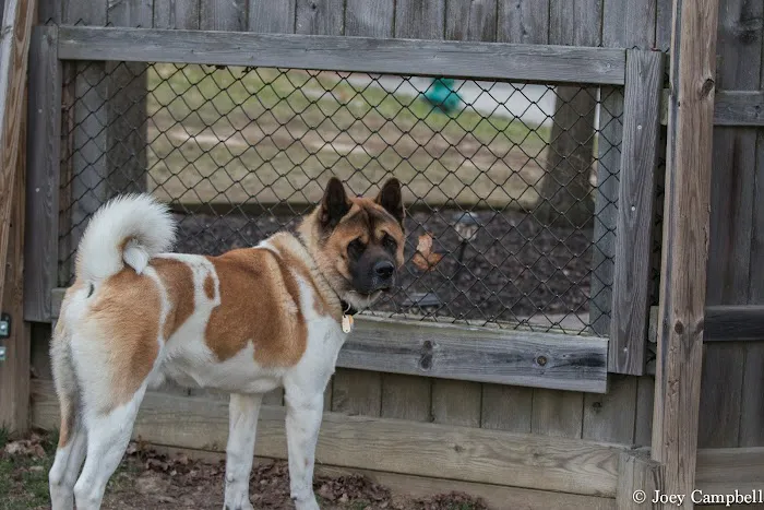 Oates Veterinary Clinic Picture 5
