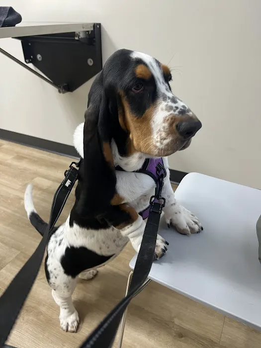 Legacy Veterinary Solutions Picture 5
