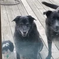 Town and Country Animal Health Care ico