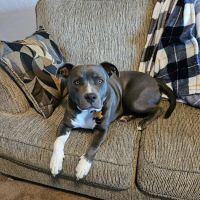 Country Squire Animal Hospital ico