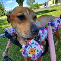 Perrysburg Animal Hospital ico