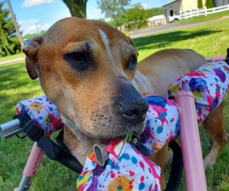Perrysburg Animal Hospital