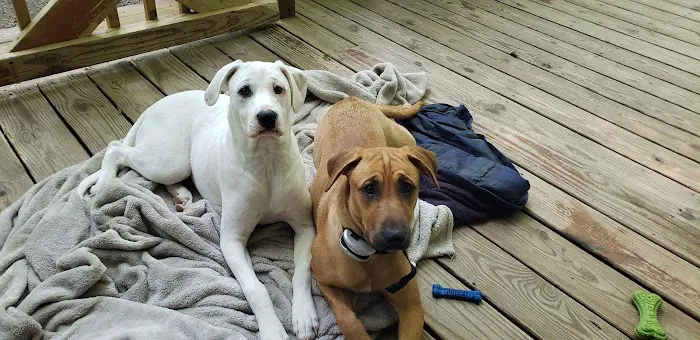 Perrysburg Animal Hospital Picture 6