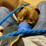 Community Pet Care Clinic
