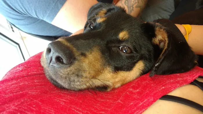 Community Pet Care Clinic Picture 6
