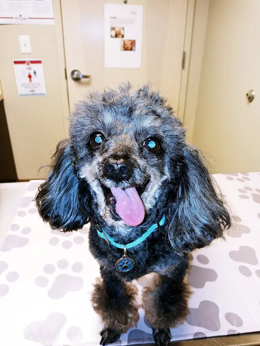 Community Pet Care Clinic Picture 4