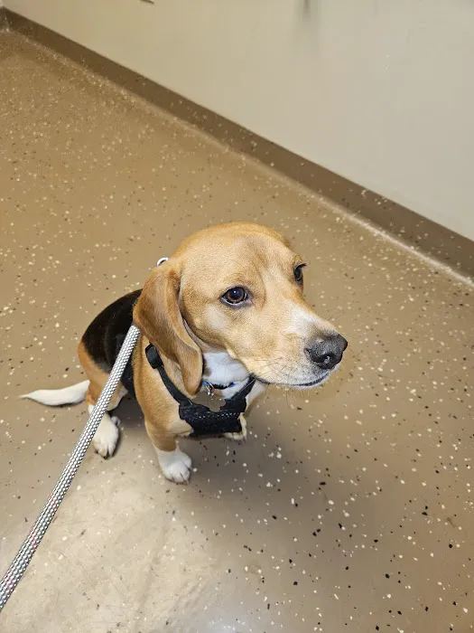 Community Pet Care Clinic Picture 10