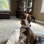 South Suburban Animal Hospital