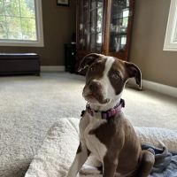 South Suburban Animal Hospital ico