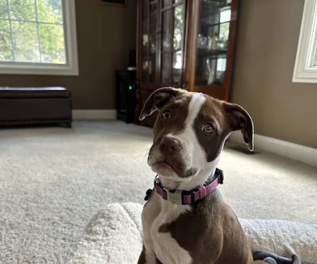 South Suburban Animal Hospital