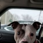 Airport Animal Hospital, Toledo: Dr. Cuesta DVM