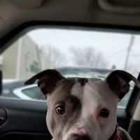 Airport Animal Hospital, Toledo: Dr. Cuesta DVM ico