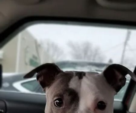 Airport Animal Hospital, Toledo: Dr. Cuesta DVM