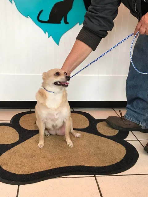 Airport Animal Hospital, Toledo: Dr. Cuesta DVM Picture 7