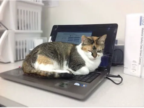 Airport Animal Hospital, Toledo: Dr. Cuesta DVM Picture 4