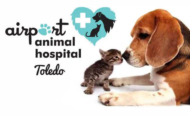 Airport Animal Hospital, Toledo: Dr. Cuesta DVM Picture 5