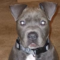 Hartman Veterinary Hospital ico