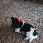 Circle T Veterinary Center