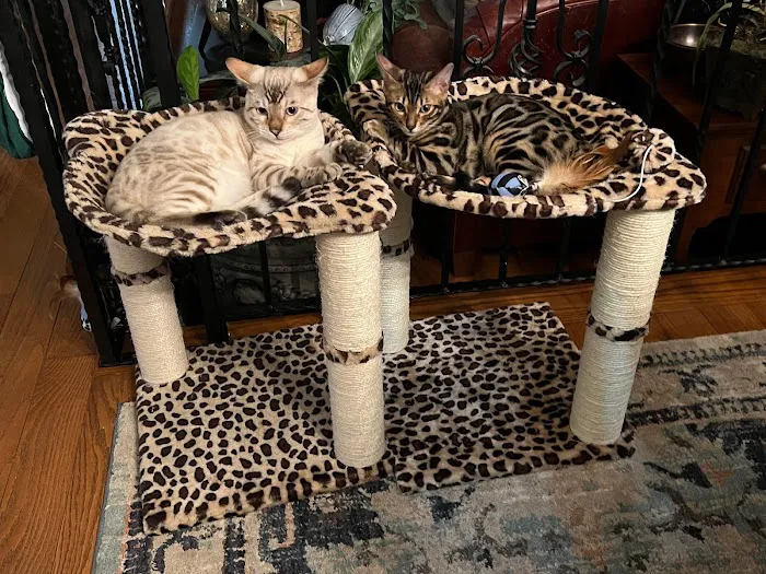 Panthera Leopard Bengals Picture 3
