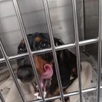 Triangle Veterinary Clinic