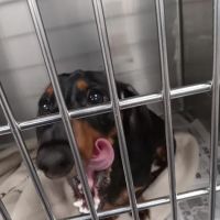 Triangle Veterinary Clinic ico