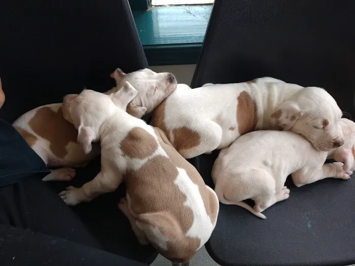 Triangle Veterinary Clinic Picture 6