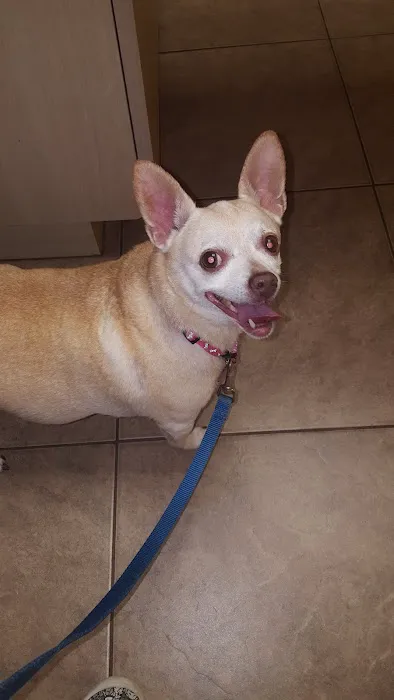 Palmetto Animal Clinic Picture 5
