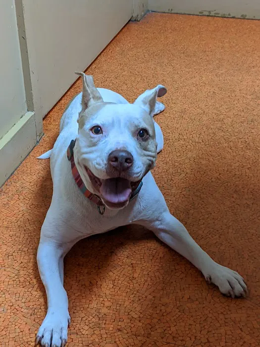 Banfield Pet Hospital Picture 1
