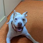 Banfield Pet Hospital