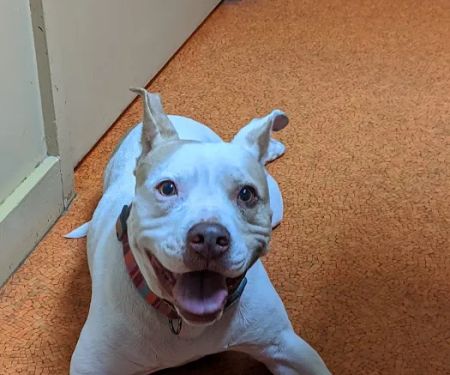 Banfield Pet Hospital