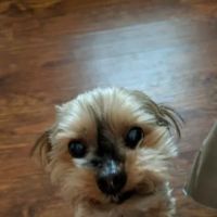 Banfield Pet Hospital ico