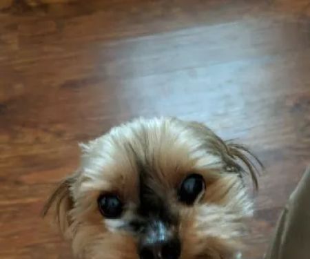 Banfield Pet Hospital