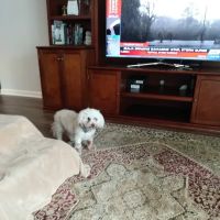 Critter Care Wellness & Rehabilitation Center ico