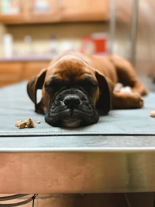 Critter Care Wellness & Rehabilitation Center Picture 6