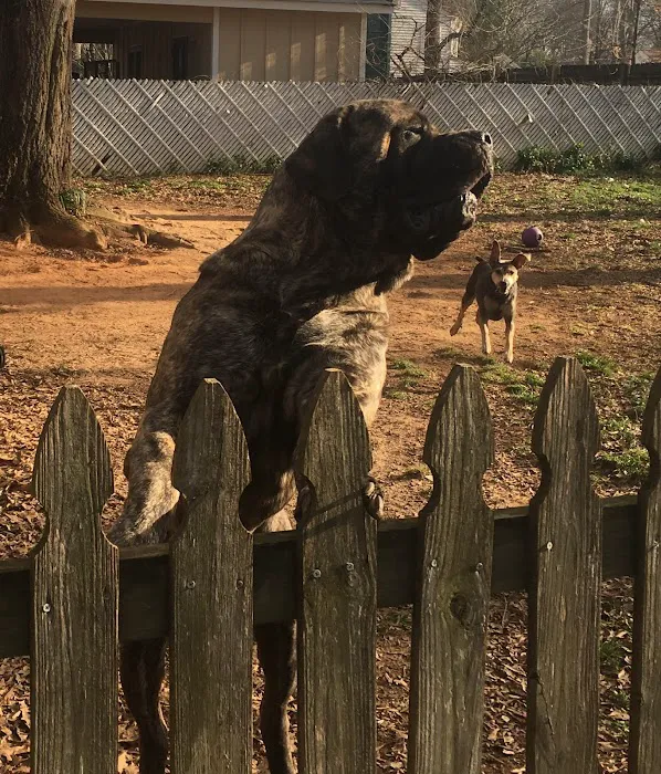 Fort Mill Animal Hospital Picture 4