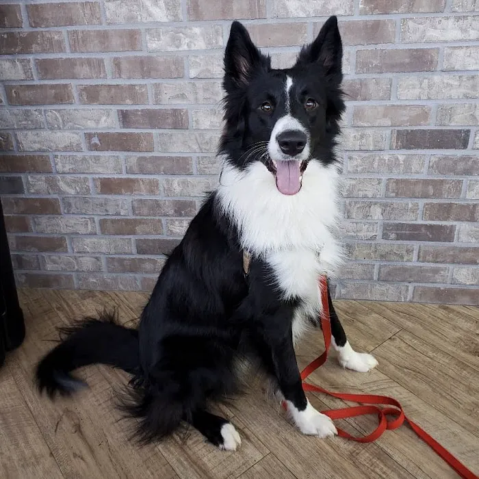Fort Mill Animal Hospital Picture 5