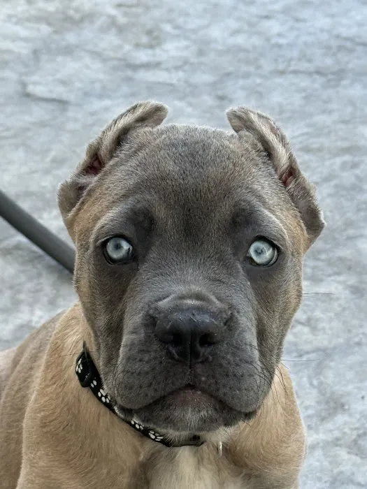 Fort Mill Animal Hospital Picture 9