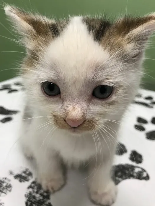 White Rose Veterinary Clinic Picture 8