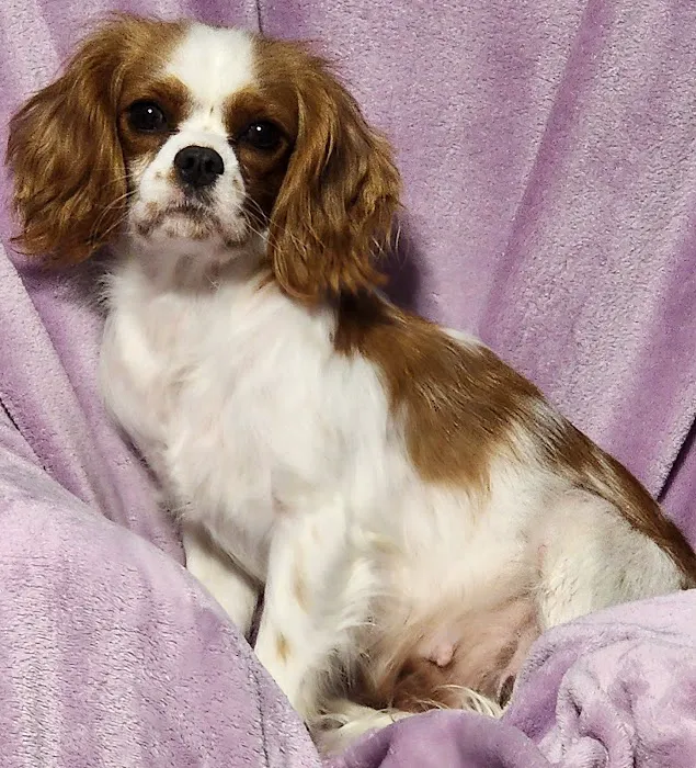 White Rose Veterinary Clinic Picture 10