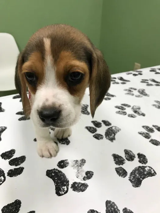 White Rose Veterinary Clinic Picture 9