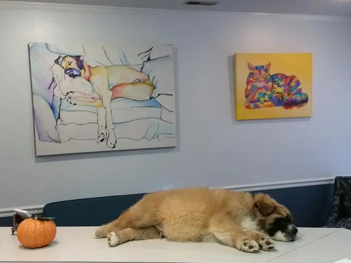 SOUTHERN CHARM ANIMAL HOSPITAL, LLC Picture 1