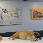 SOUTHERN CHARM ANIMAL HOSPITAL, LLC