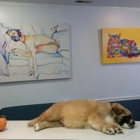 SOUTHERN CHARM ANIMAL HOSPITAL, LLC ico