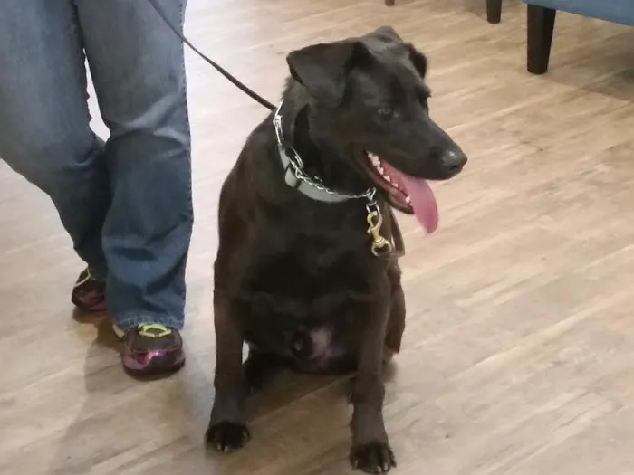 SOUTHERN CHARM ANIMAL HOSPITAL, LLC Picture 10