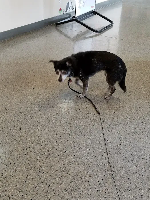 Newport Veterinary Hospital Picture 3